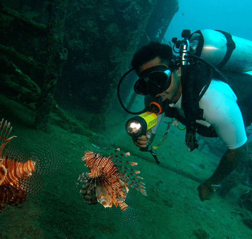 Top 10 Marine Creatures You’ll See While Diving