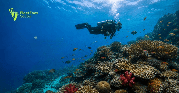 Why Maldives is the ultimate diving paradise